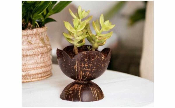 Coconut Shell Decorative Pot – Large Handmade Eco-Friendly Natural Planter, Biodegradable Flower Vase & Sustainable Home Decor Container - Image 3