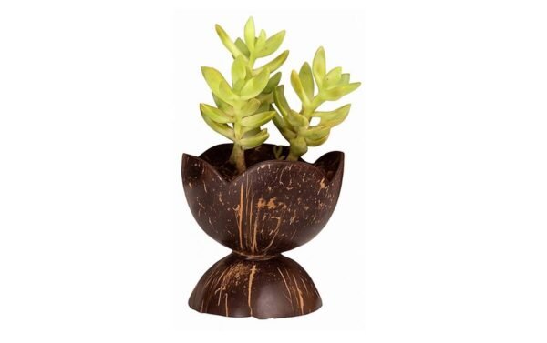 Coconut Shell Decorative Pot